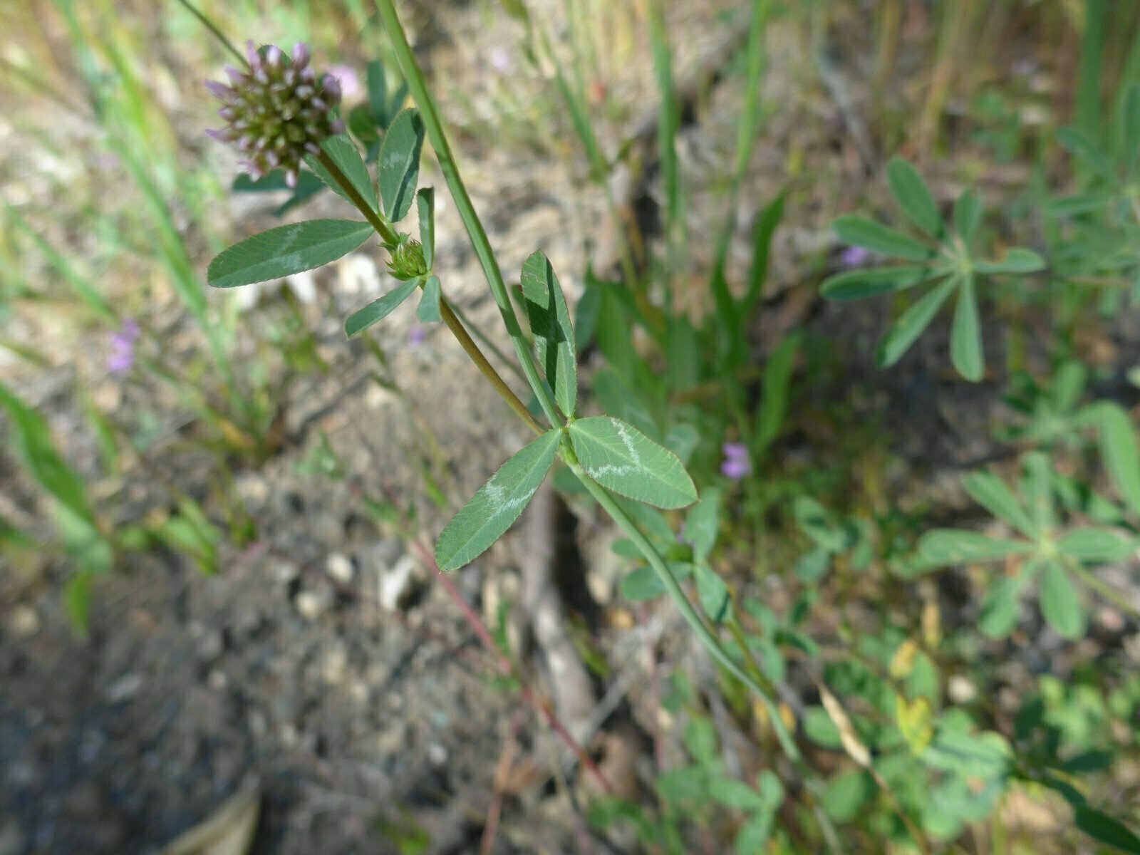 High Resolution Trifolium ciliolatum Bud